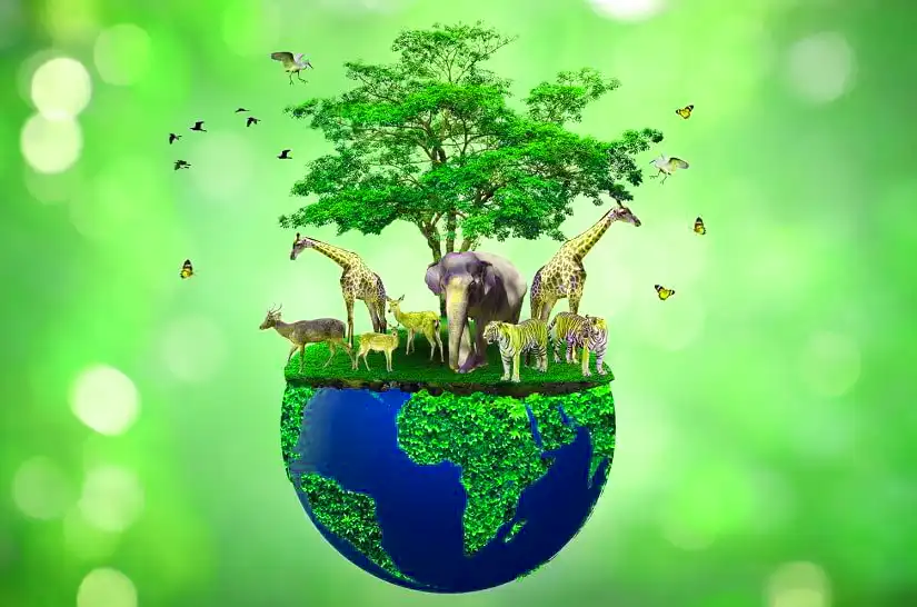 Minimalism Promotes Biodiversity & Wildlife - Greentechwise.com
