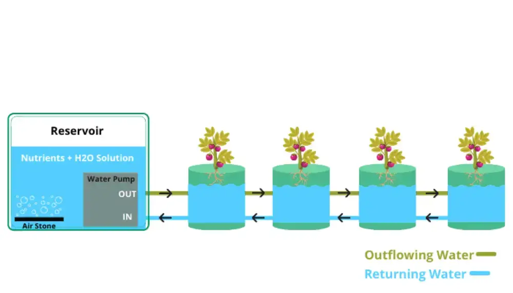 Recirculating Hydroponics lets you grow plants without soil. This system uses nutrient-rich water to feed the plants. Then, it sends the water back (recirculates) to a big tank for reuse.