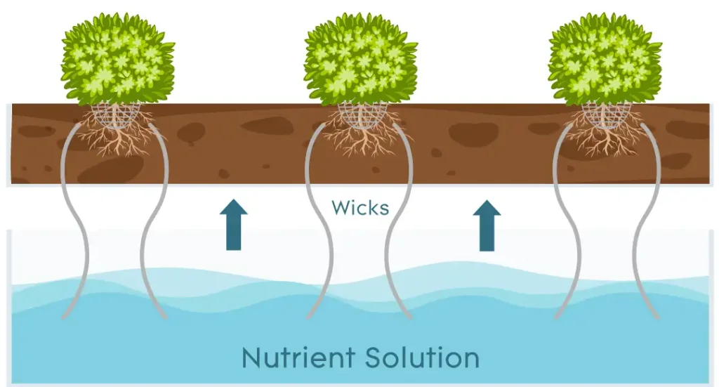 The Wick Hydroponic Sysytem uses capillary action to draw water and nutrients from a reservoir through a wicking material, delivering them to the plants in the growing medium.